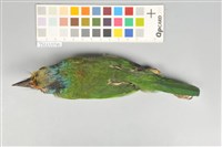 五色鳥藏品圖，第3張